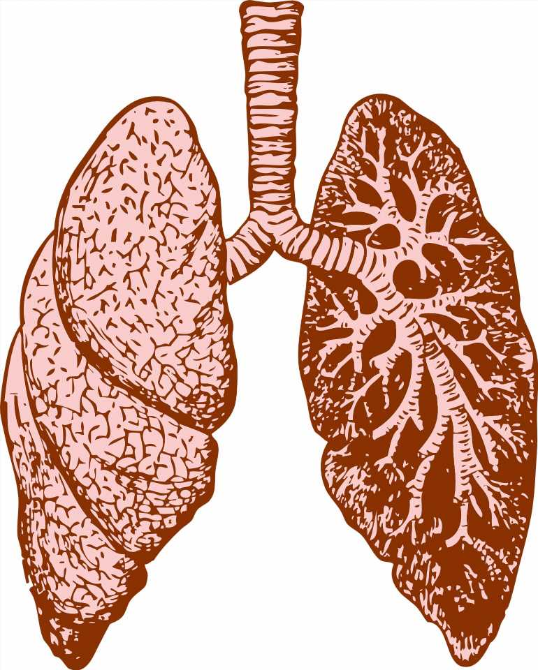 Policy, resources crucial for lung cancer screening, says study